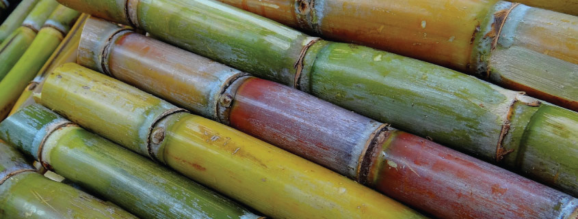 Canne à sucre utilisée dans le Rhum agricole Karukera