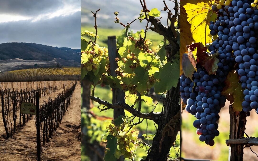 Le Cycle Annuel de la vigne: De l’hivernage aux vendanges