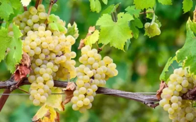 Arneis, ou le Nebbiolo blanc