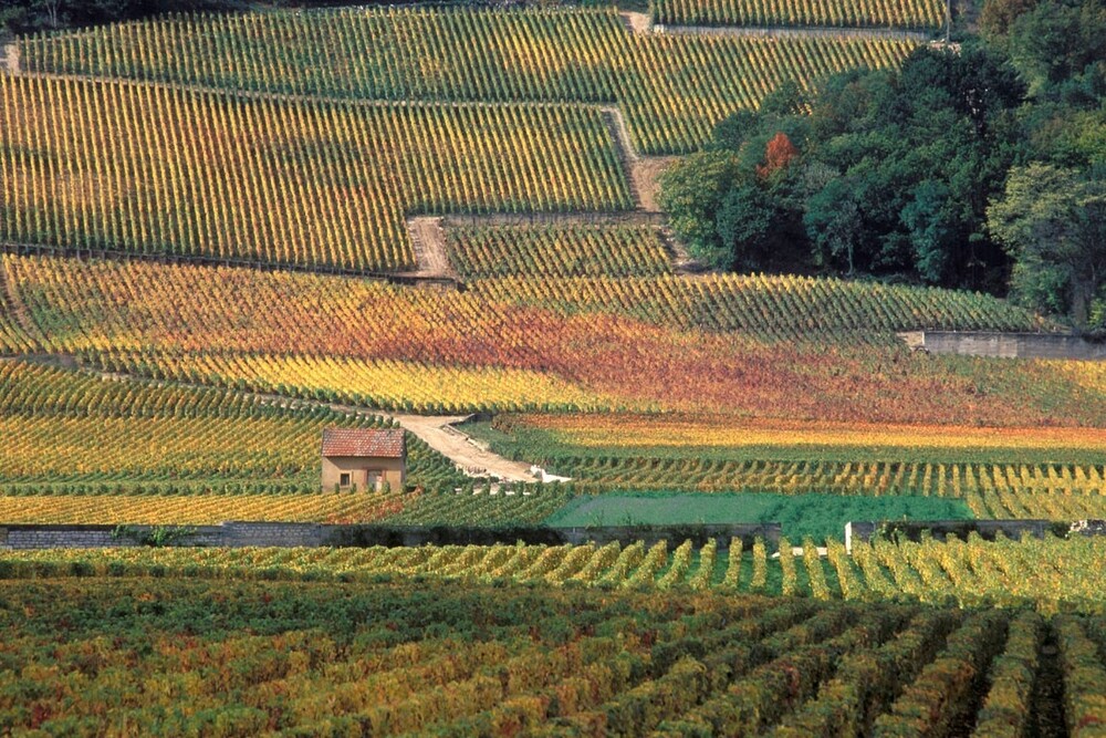 Les climats de Bourgogne définissent la mosaïque des terroirs viticole de la région