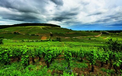 Mieux comprendre les climats de Bourgogne: La toponymie