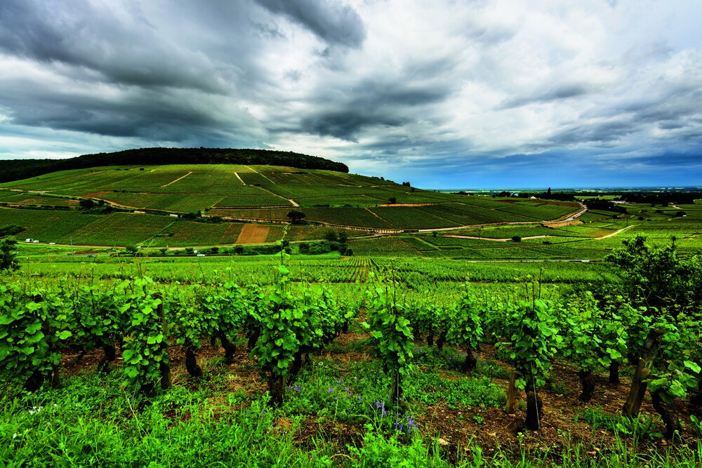 L'un des plus prestigieux Climats de Bourgogne, La montagne de Corton