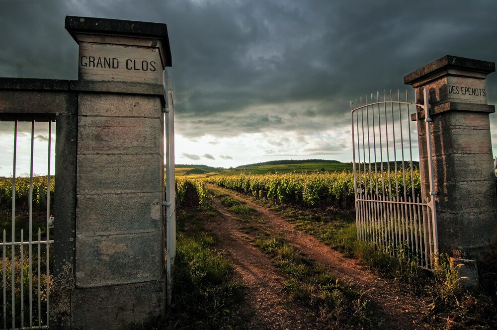 Le Clos des épenots figure emblématique des climats de Bourgogne en côte de Beaune