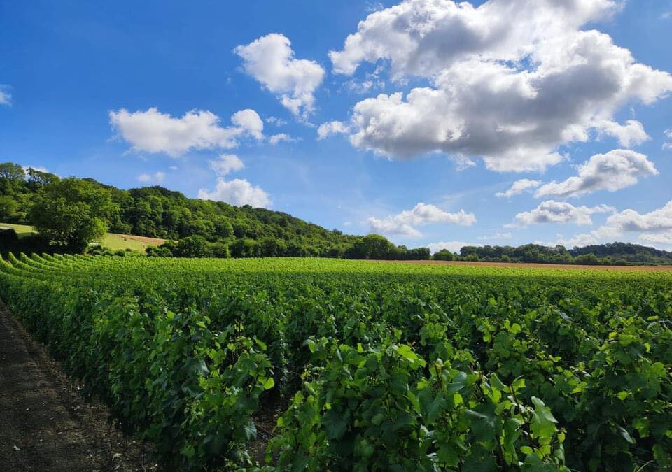 Les Nouveaux Terroirs Viticoles du Nord : Entre Mythes et Réalités Économiques